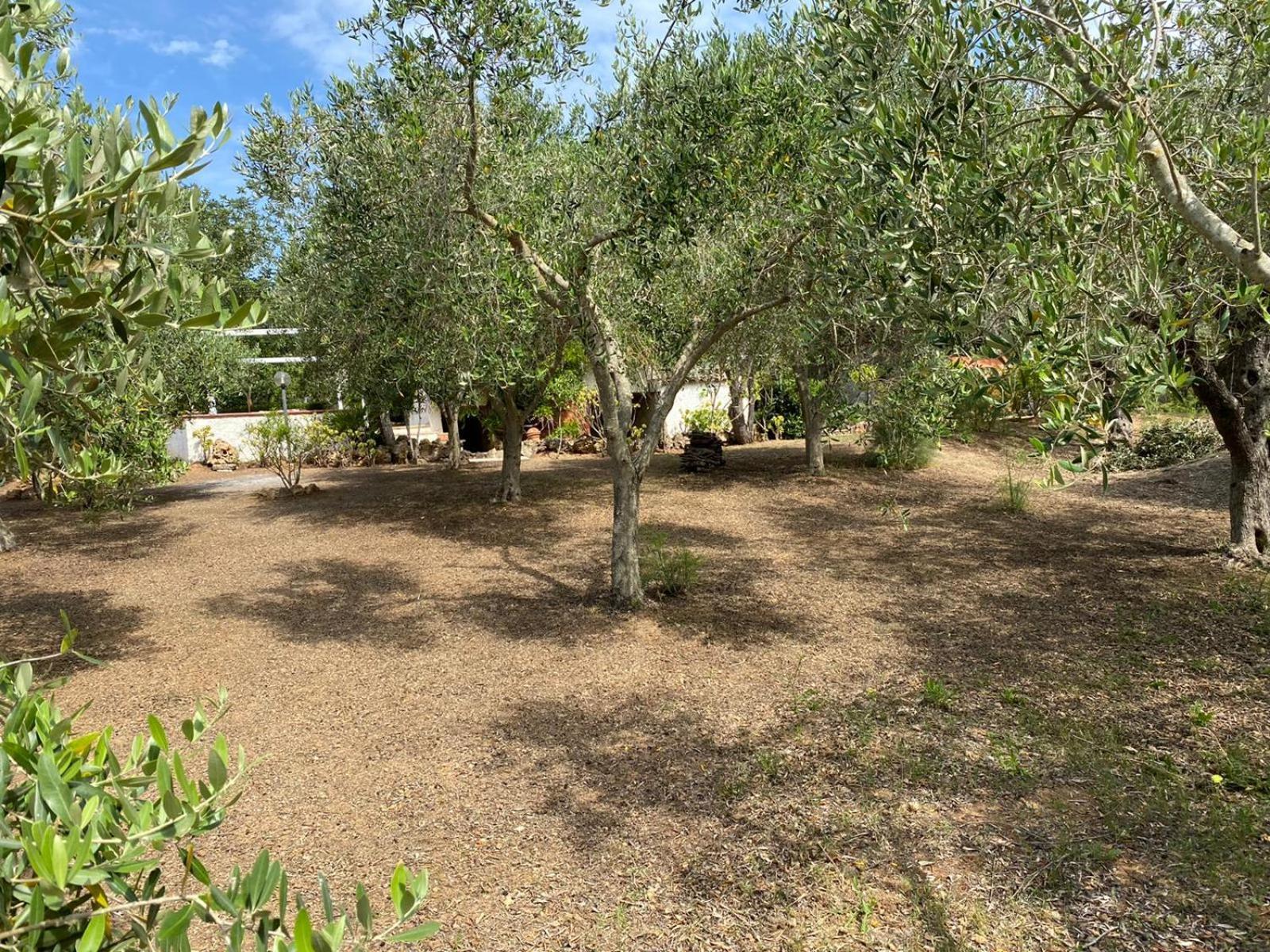 Domo Anghèleda la casa per le tue vacanze vicino al mare Alghero Esterno foto
